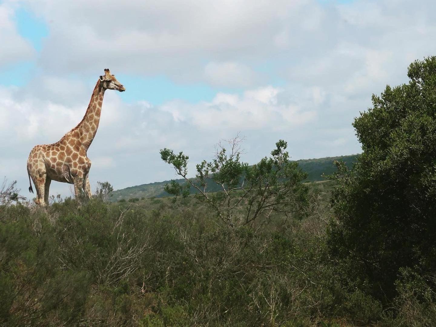Umbono Private Game Lodge Alexandria  Exterior photo